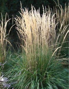 Calamagrostis acutiflora ‘Karl Foerster’ - Calamagrostide - Vue d'ensemble