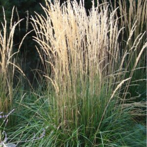 Calamagrostis acutiflora ‘Karl Foerster’ - Calamagrostide - Vue d'ensemble