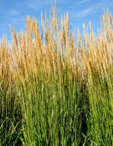 Calamagrostis acutiflora ‘Karl Foerster’ - Calamagrostide - Fleurs en été