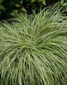 Carex oshimensis ‘Evergold’ - Laîche d'Oshima 'Evergold' - Vue d'ensemble