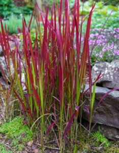 Imperata cylindrica ‘Red Baron’ - Herbe sanglante - En pleine terre