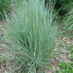 SchizachyriumScoparium