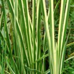 Acorus gramineus 'Argenteostriatus' - Jonc Japonais - Feuillage