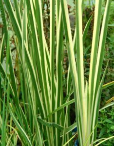Acorus gramineus 'Argenteostriatus' - Jonc Japonais - Feuillage