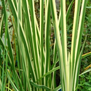 Acorus gramineus 'Argenteostriatus' - Jonc Japonais - Feuillage