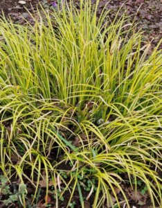 Acorus gramineus 'Ogon' - Jonc Japonais - Vue d'ensemble