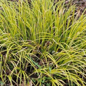 Acorus gramineus 'Ogon' - Jonc Japonais - Vue d'ensemble