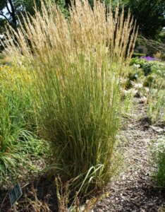 Calamagrostis acutiflora 'Overdam' - Calamagrostide - Vue d'ensemble