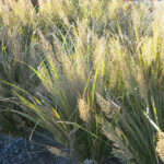 Calamagrostis brachytricha
