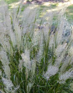 Calamagrostis brachytricha - Herbe aux diamants - Fleurs