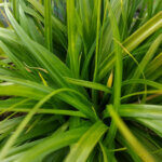 Carex oshimensis Evergreen - Laîche d'Oshima - feuillage