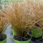 Carex 'Prairie Fire'