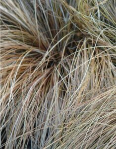 Carex buchananii 'Red Rooster' - Laîche de Buchanan - Feuillage