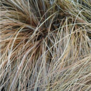 Carex buchananii 'Red Rooster' - Laîche de Buchanan - Feuillage