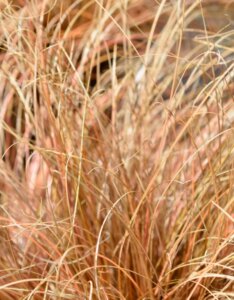 Carex comans 'Bronz Form' - Laîche - Feuilles