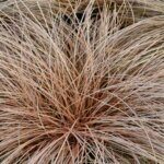 Carex comans 'Bronz Form' - Laîche - Vue d’ensemble