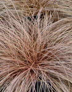 Carex comans 'Bronz Form' - Laîche - Vue d’ensemble