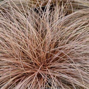 Carex comans 'Bronz Form' - Laîche - Vue d’ensemble