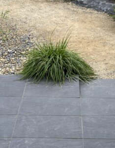 Carex oshimensis Evergreen - Laîche d'Oshima - vue d'ensemble