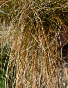 Carex testacea Prairie Fire - Laîche orange - feuillage