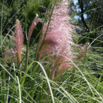 Cortaderia 'Pink Feather'