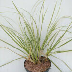 Cortaderia 'Silver Comet'