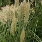Cortaderia_selloana_Pumil