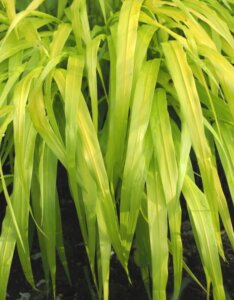 Hakonechloa macra 'All Gold' - Herbe du Japon