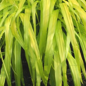 Hakonechloa macra 'All Gold' - Herbe du Japon