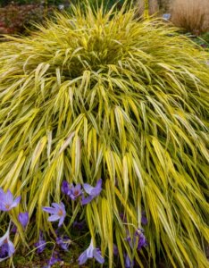 Hakonechloa macra 'Aureola' - Herbe du Japon - Vue d'ensemble