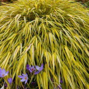 Hakonechloa macra 'Aureola' - Herbe du Japon - Vue d'ensemble