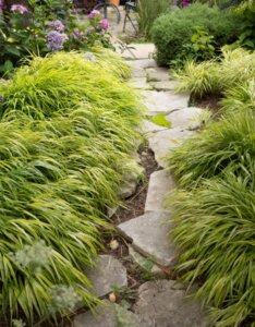 Hakonechloa macra 'Aureola' - Herbe du Japon - Bordure