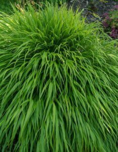 Hakonechloa macra - Herbe du Japon