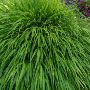 Hakonechloa macra - Herbe du Japon