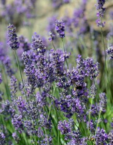 Lavandula angustifolia Munstead - Lavande vraie - En fleurs