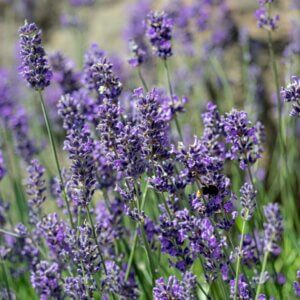 Lavandula angustifolia Munstead - Lavande vraie - En fleurs