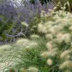 Pennisetum villosum