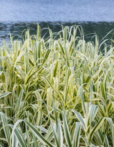 Arundo donax 'Variegata- Canne de Provence panachée - Vue d'ensemble