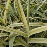 Arundo donax 'Variegata'1