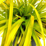 Carex 'Everillo'