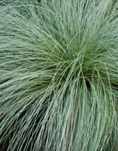 Carex comans 'Frosted Curls' - Laîche 'Frosted Curls'