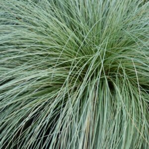 Carex comans 'Frosted Curls' - Laîche 'Frosted Curls'