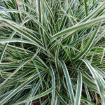 Carex conica 'Snowline'