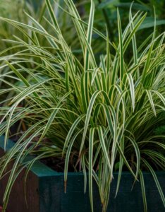 Carex morowii 'Ice Dance' - Laîche du Japon 'Ice Dance' - En bac