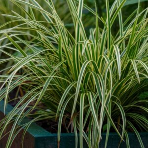 Carex morowii 'Ice Dance' - Laîche du Japon 'Ice Dance' - En bac