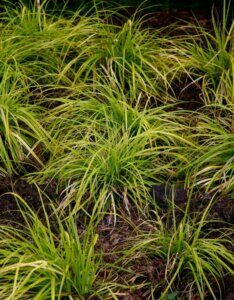 Carex oshimensis Everillo ® - Laîche d'Oshima - Massif