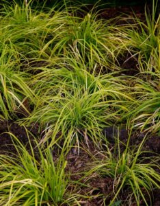 Carex oshimensis Everillo ® - Laîche d'Oshima - Massif