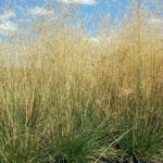 Deschampsia 'Goldtau'