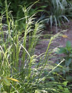 Deschampsia cespitosa 'Goldtau' - Canche cespiteuse - Fleurs