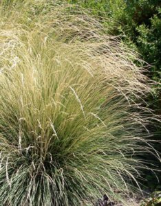 Festuca mairei - Fétuque mairei - Vue d'ensemble